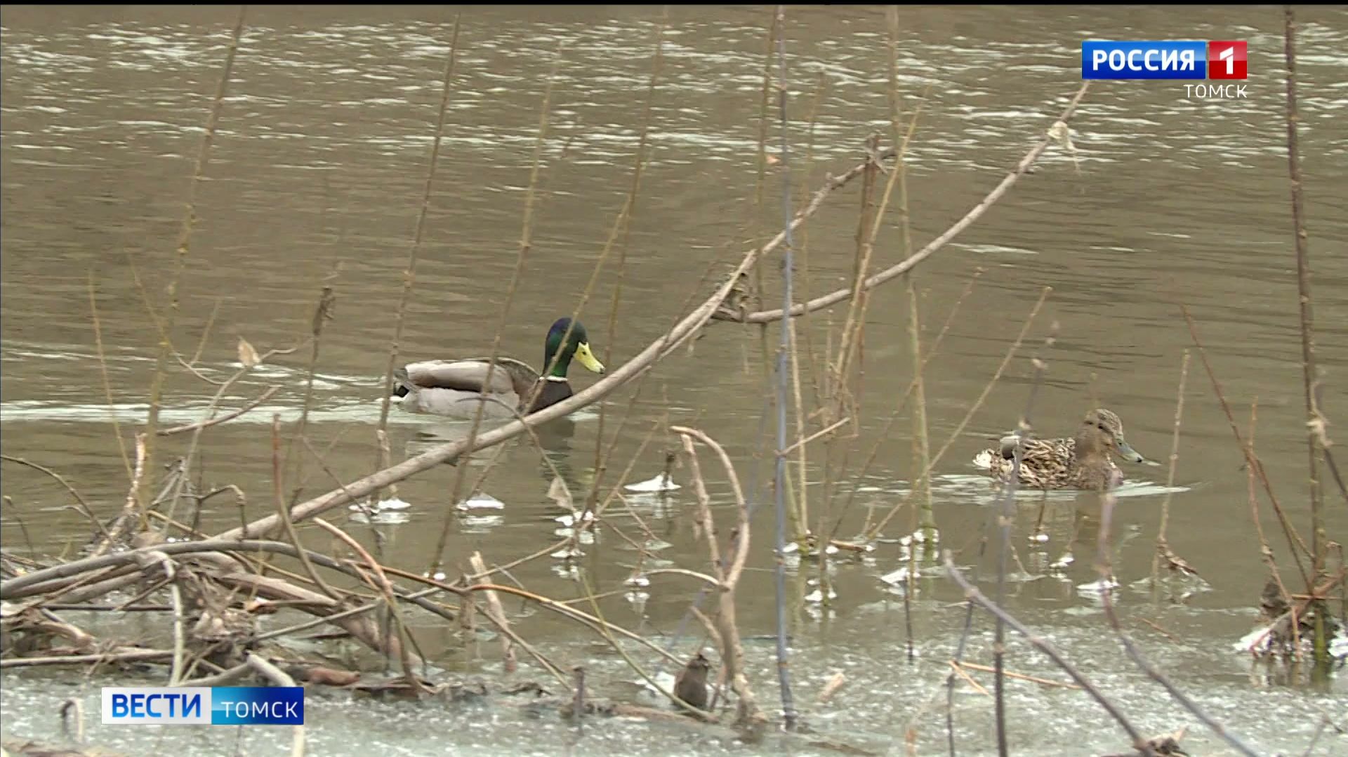 Вести-Томск, выпуск от 16.04.2026 11:30