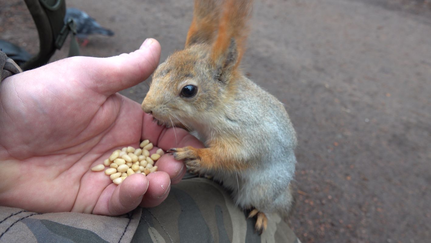 Белки и умный скворец. Зарисовка
