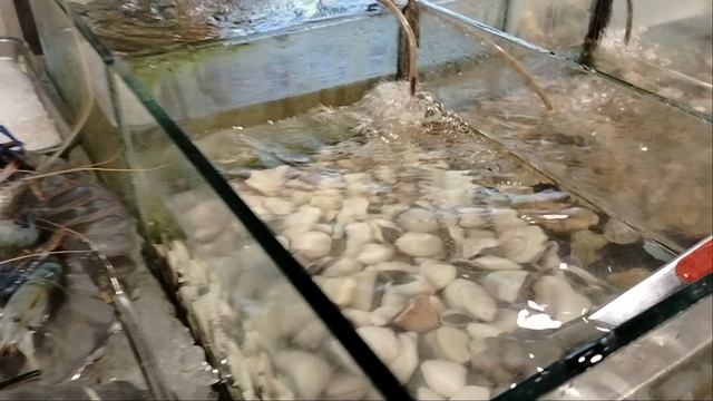 Суши,различные ракушки,креветки и салаты!Ресторан Морепродуктов!