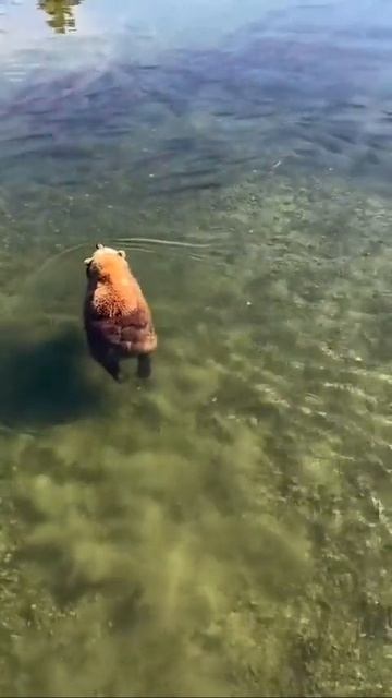 Теперь вы видели, как плавают медведи