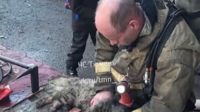 Тюменские спасатели откачали котика