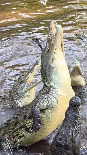 Он доигрался с аллигаторами…