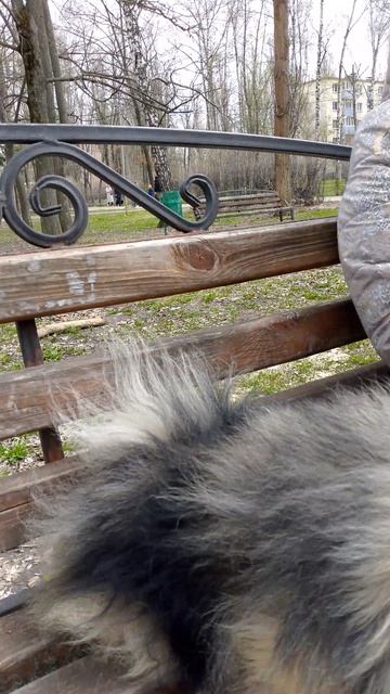 собака улыбака сиба приколы - померанский шпиц