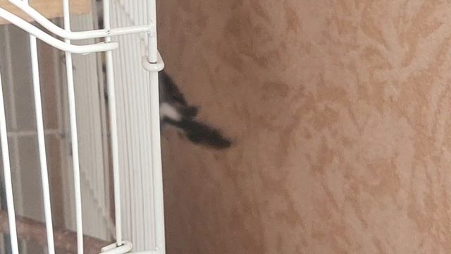 ЙОРКШИРСКИЙ ТЕРЬЕР БОНЯ (ОХРАНА, КУШАЕТ ЗА ВКУСНЯШКУ) 16-04-2026