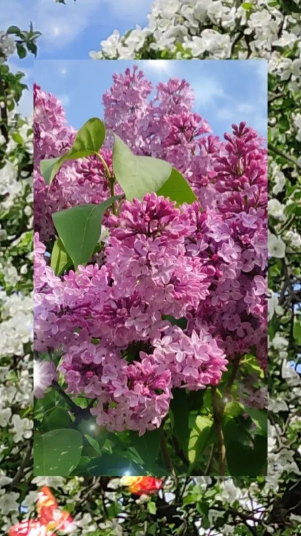 Весеннее цветение!