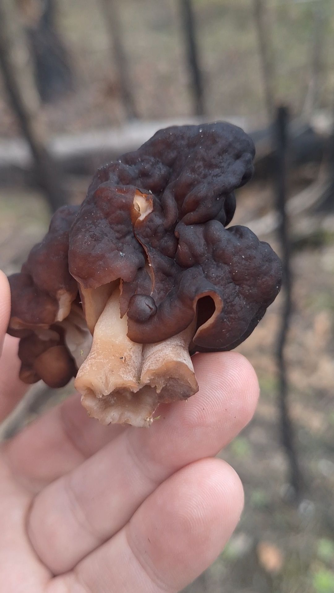 Гриб Строчок в Рязани