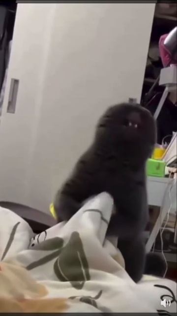 Весёлая озвучка