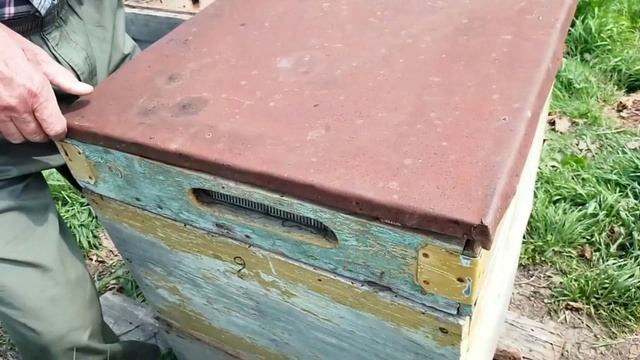 2025 год.Долгоживущие пчелы Георгия Показеева. Приморский край