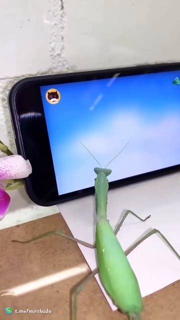 VID_20260416_140724_146.mp4