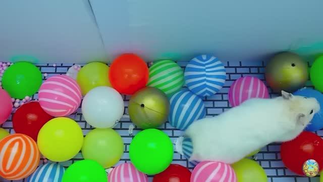 Хомячок убегает из опасного цветочного лабиринта! 5 часть