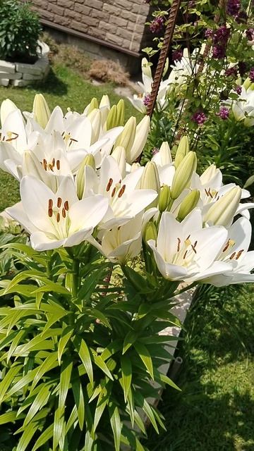 #Лилия 'Бах' в нашем саду 2025