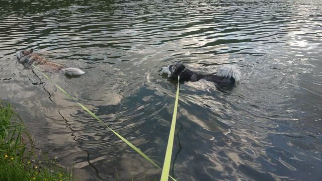 Хаски купаются в пруду на территории парка. (video_2021-06-18)