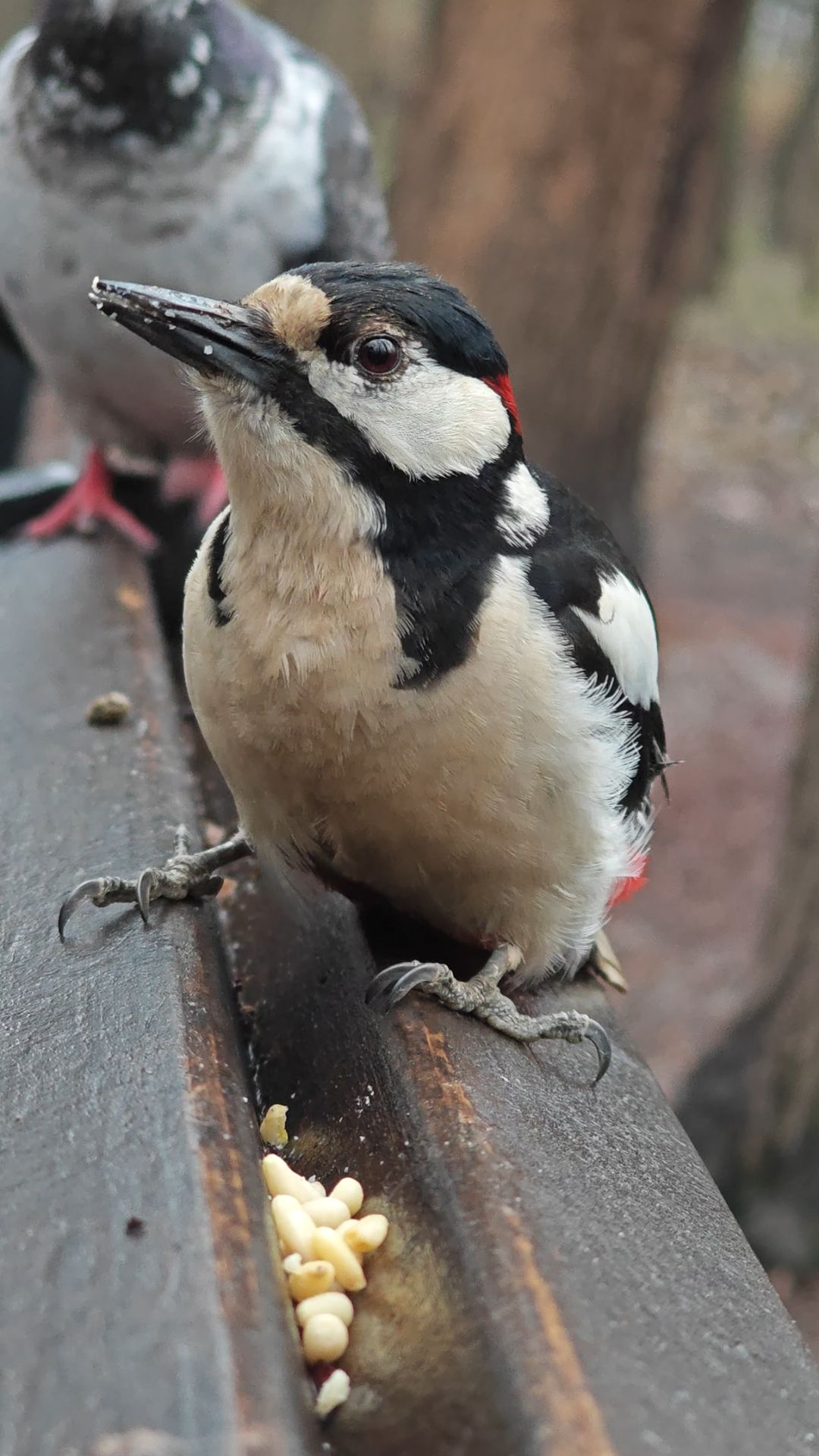 Смелый дятел