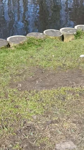 Зеленоградская утка.