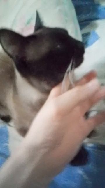 показываю своего кота сиамского