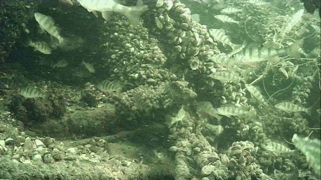 1000015384.mp4Волга гл.2м.16.04.2026г.