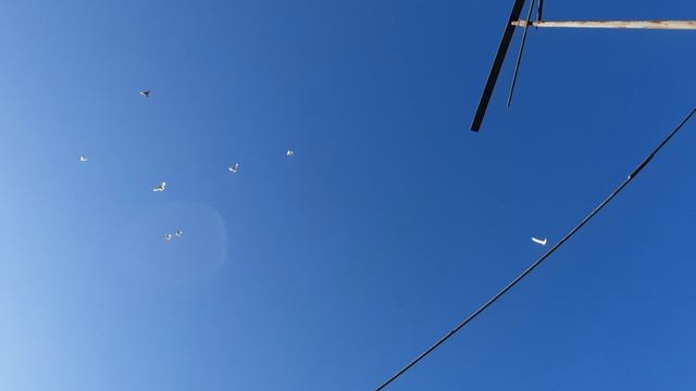 16.04.26 г. Андижанская порода голубей (1)