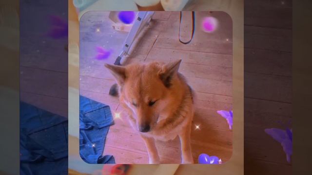 1000056199.mp4 (Собака наблюдает за устройством лестницы на 2-ой этаж в доме А-фрейм)