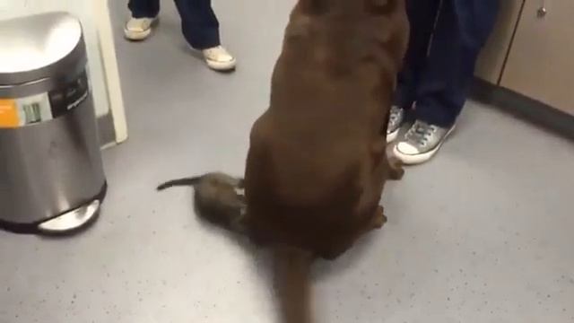 Малыш рискует своей жизнью, чтобы усмирить опасно виляющий хвост.