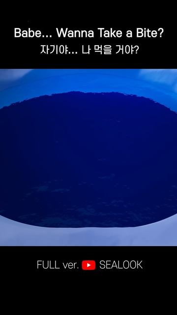 Морские Котики Хочешь укусить 😏