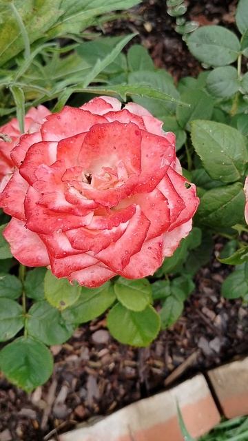 #Роза 'графиня Беттина' в нашем саду 2025, лепестки загорели.