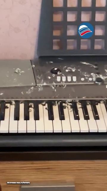 Птицы «захватили» квартиру в Саратове, пока хозяйка отдыхала в Таиланде