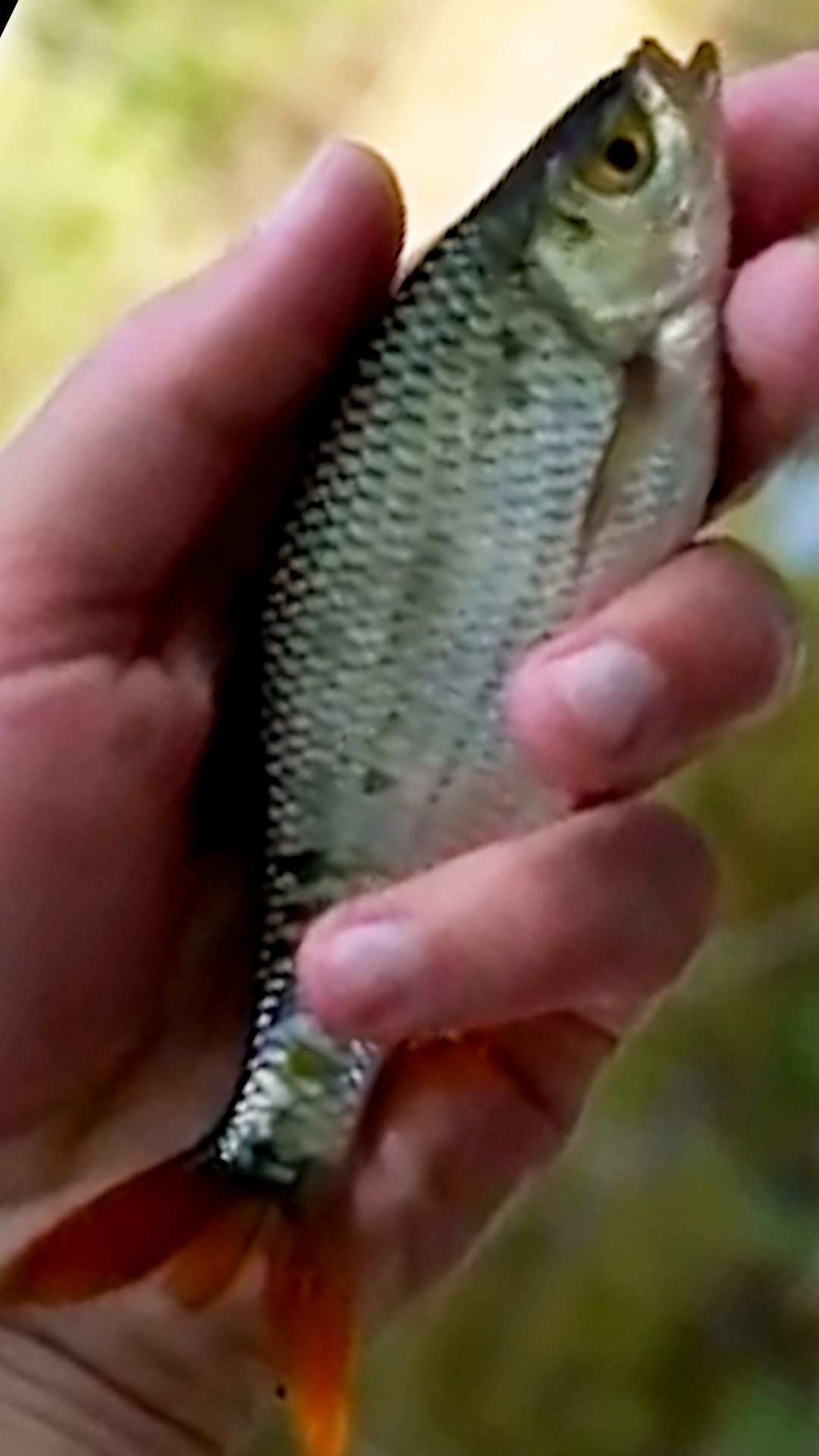 Сделал сам удочку и поймал рыбу