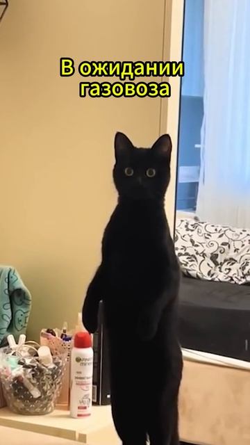 #газ #газгольдер #газовоз #юмор #скгаз