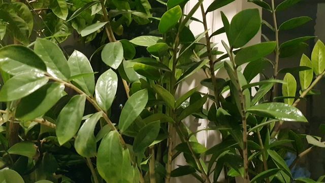 Над рекою туман голубой...