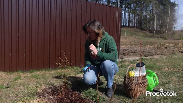 ЯБЛОНЯМ И ГРУШАМ ВЕСНОЙ ЭТО НУЖНО КАК ВОЗДУХ! Выбираем лучшее весеннее удобрение