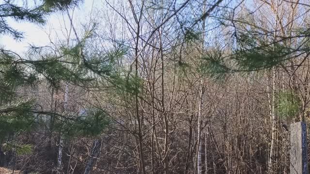 Утро в весеннем лесу