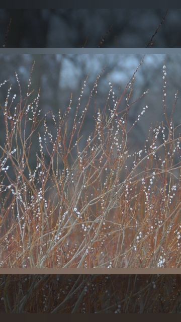 Людмила Колодяжная 