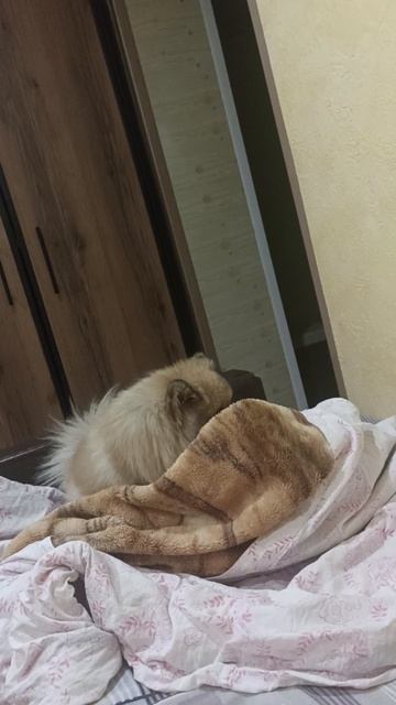 Кетти укладывается спать😴