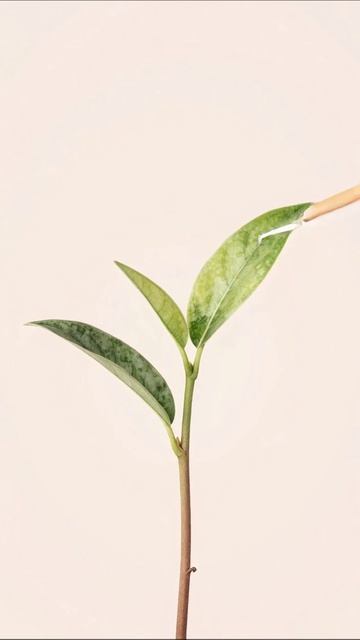 Секреты ухода за комнатными растениями #цветы #растения #уход