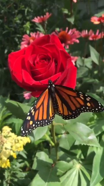 ЧУДЕСА ПРОИСХОДЯТ С КАЖДЫМ ИЗ НАС.ОНИ СЛУЧАЮТСЯ КАЖДЫЙ ДЕНЬ. .