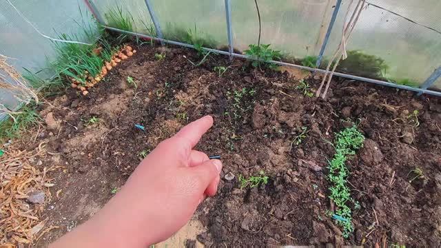 Живу в деревне.Загадочная загадка. Работаю в теплице.