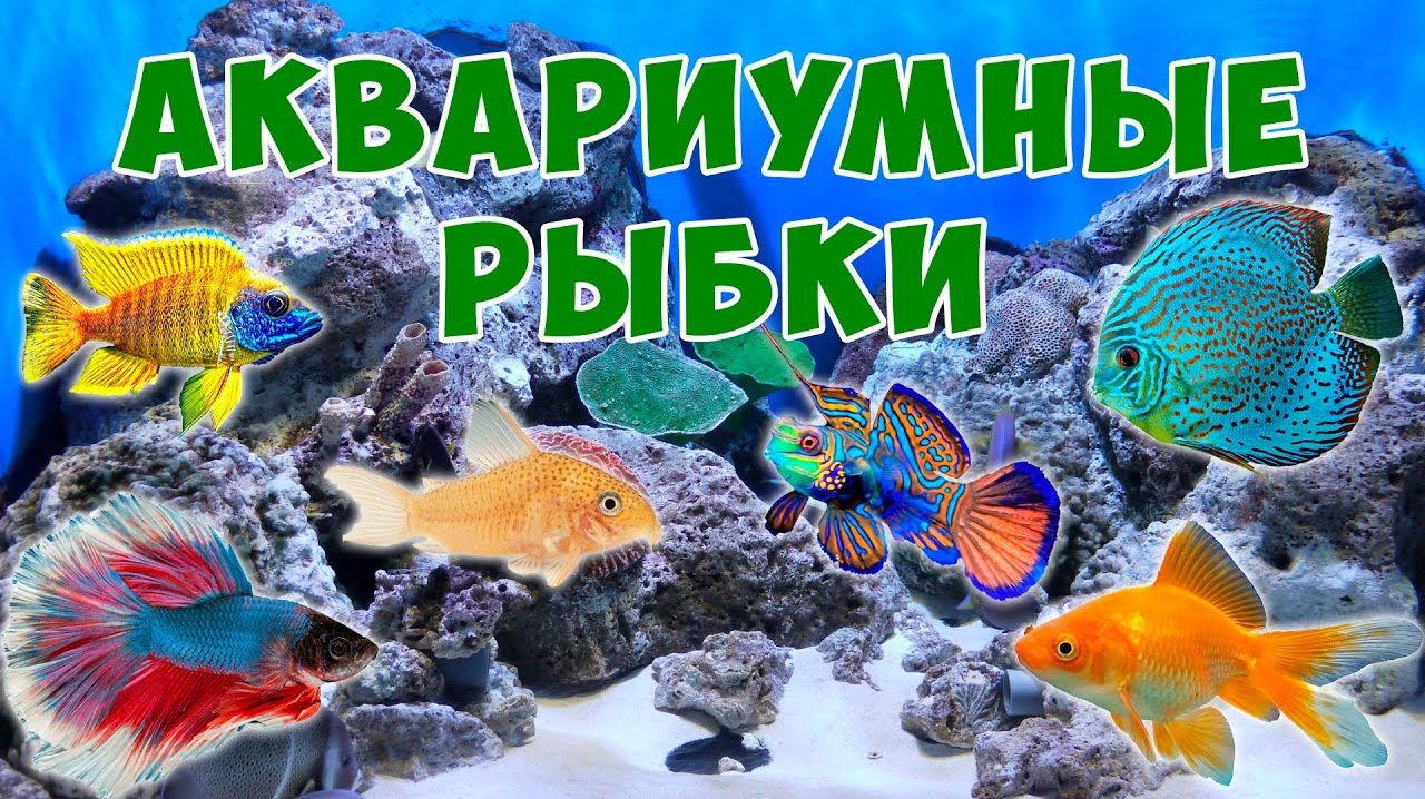 Аквариумные рыбки для детей - развивающий мультик | Карточки Домана | Монтессори