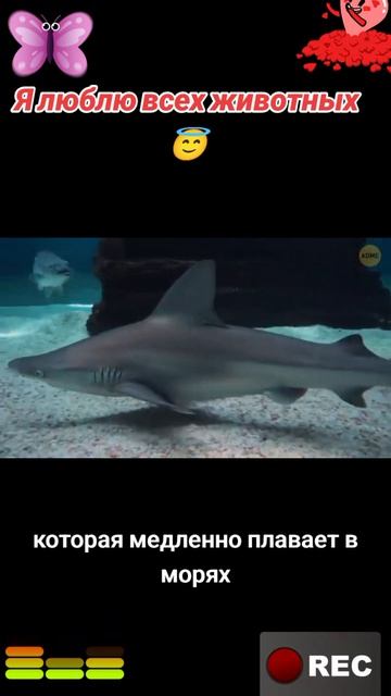 Я люблю всех животных😇