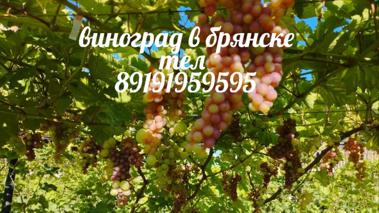 Виноград , омолаживание кустов .