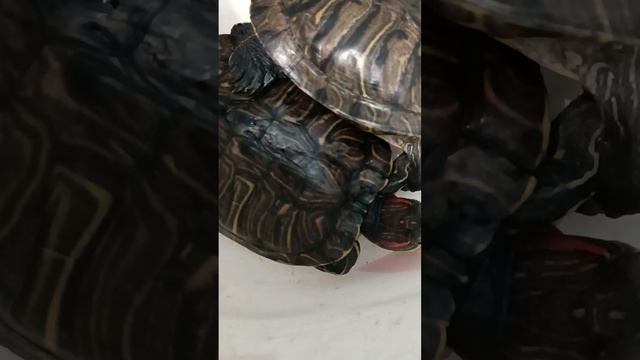 Опять-таки очень много красноухих черепах