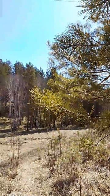 Птички щебечут, хвоя распушилась