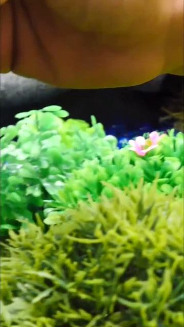 Лошадки разбежались!  Герои в масках спасают #героивмасках #длядетей #игрушки