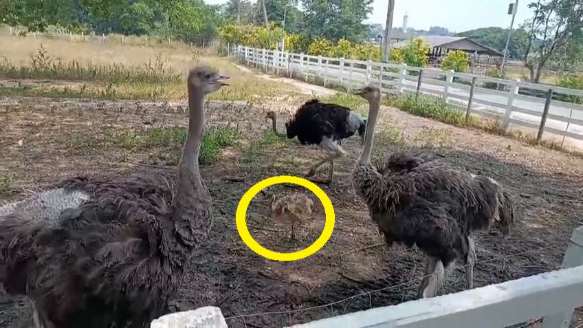 У страусов появились малыши