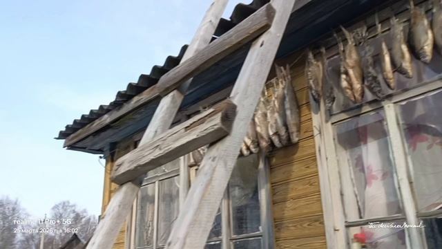 Лещей коптим, Новокемский, март 2026.