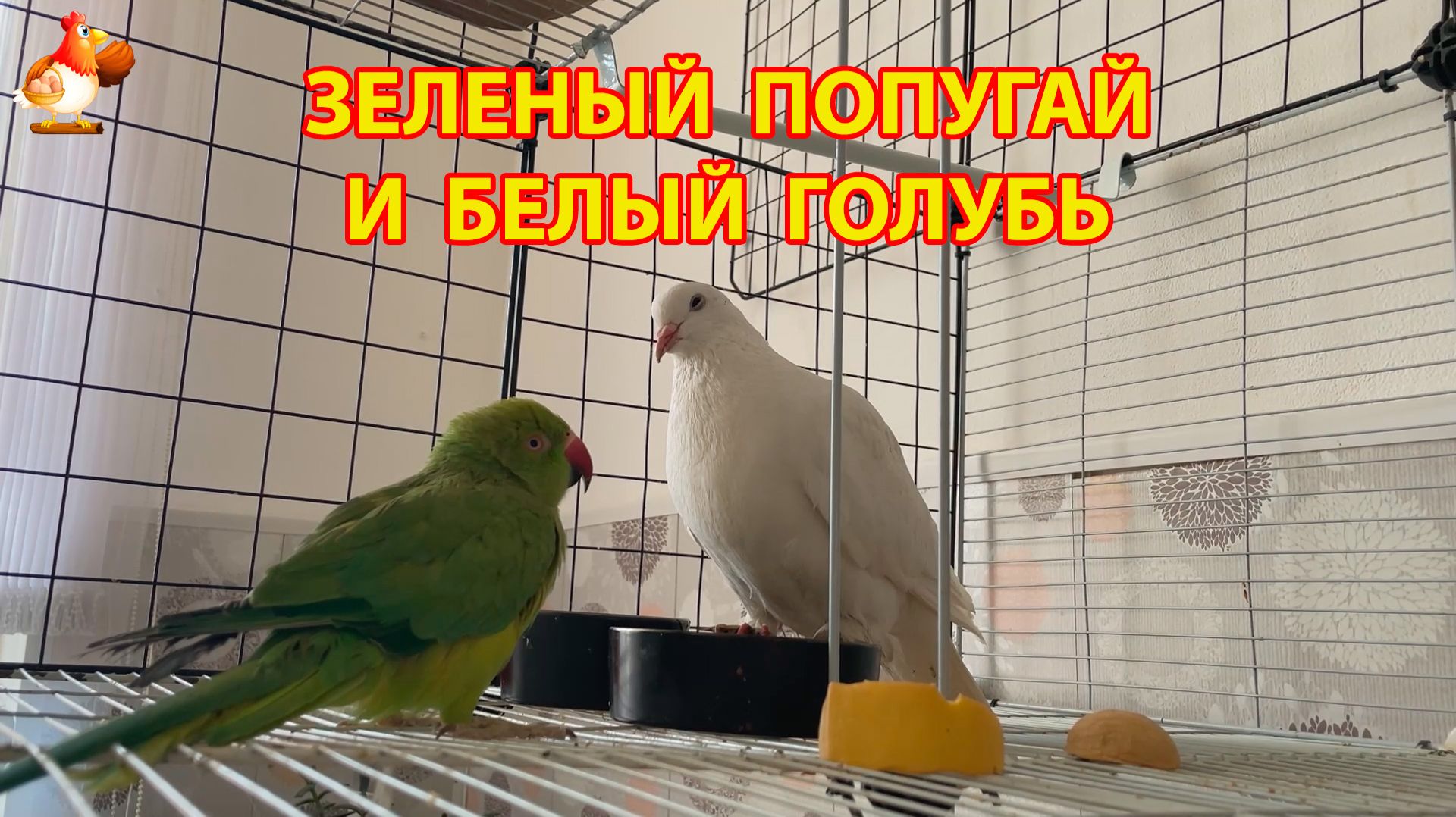 Зеленый попугай и белый голубь – лучшие друзья (3)