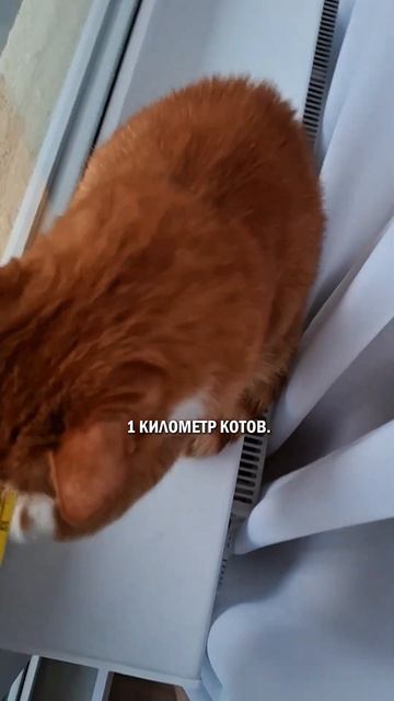 Километр котов #глажкакота