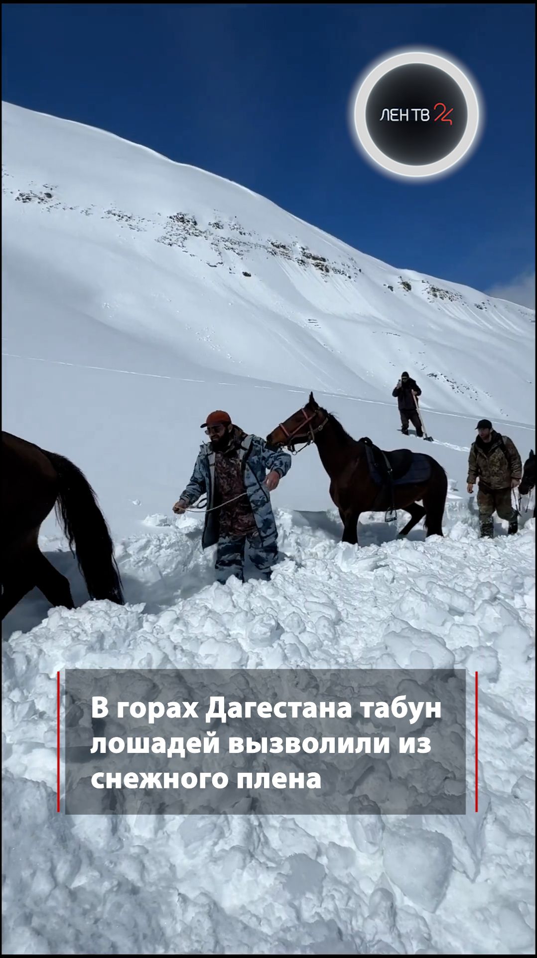 Табун лошадей вызволили из снежной ловушки в Дагестане