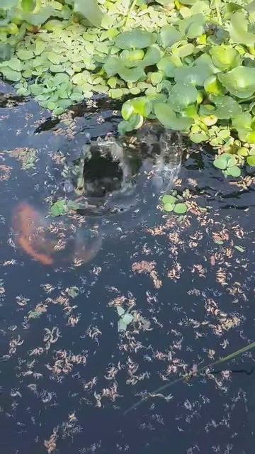 Домашний пруд