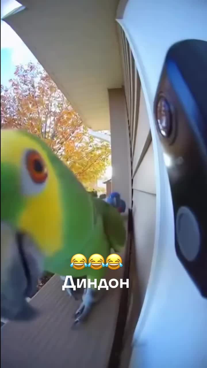 #Милые #видео #животные