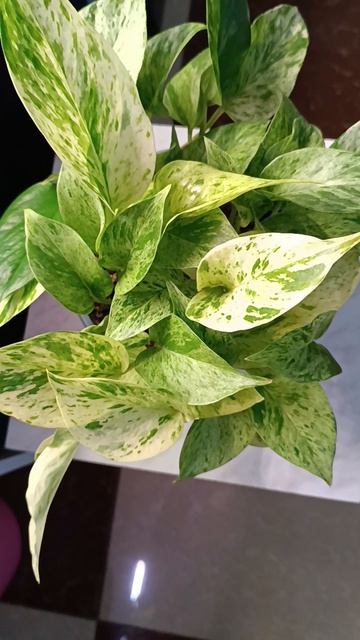 Сциндапсус Мраморная королева Марбл Квин 👑  #авито #астрахань